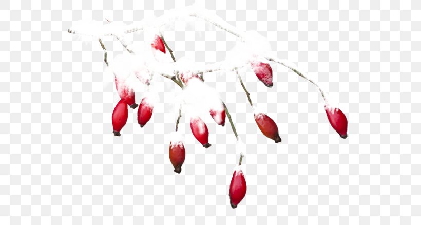 Twig Flowering Plant Heart, PNG, 600x438px, Petal, Branch, Flower, Flowering Plant, Gratis Download Free