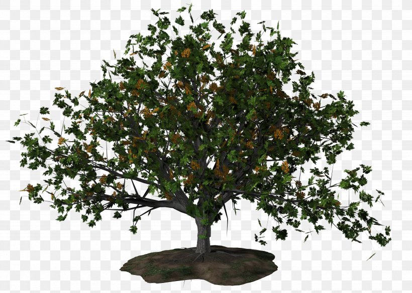 Fir-tree, PNG, 3500x2500px, Tree, Autumn, Bonsai, Branch, Evergreen Download Free