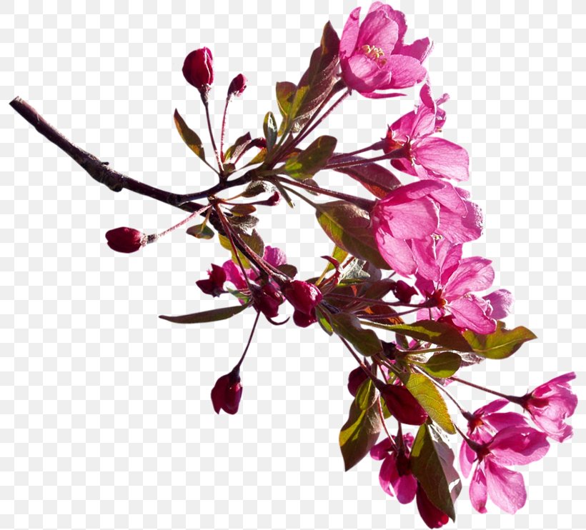 Flower Branch Blossom Shrub Clip Art, PNG, 800x742px, Flower, Blossom, Branch, Bud, Cerasus Download Free