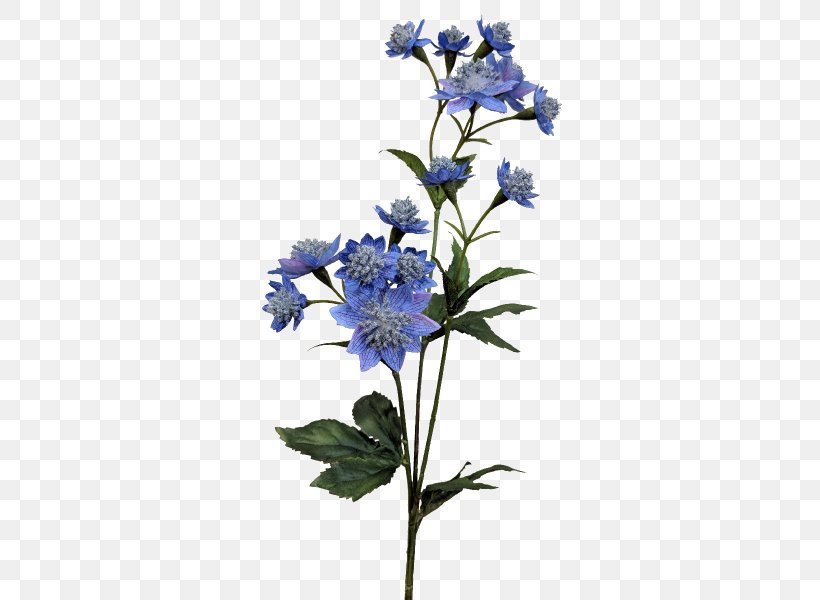 Larkspur Borages Cut Flowers Plant Stem, PNG, 800x600px, Larkspur, Blue, Borage, Borage Family, Borages Download Free