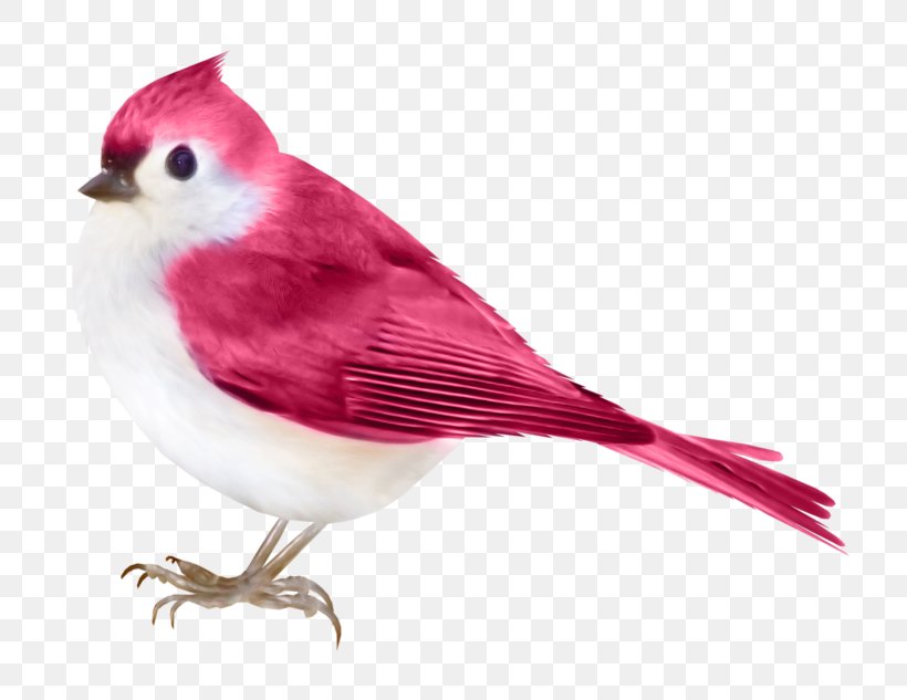 Bird Violet, PNG, 800x633px, Bird, Aile, Animal, Animation, Beak Download Free