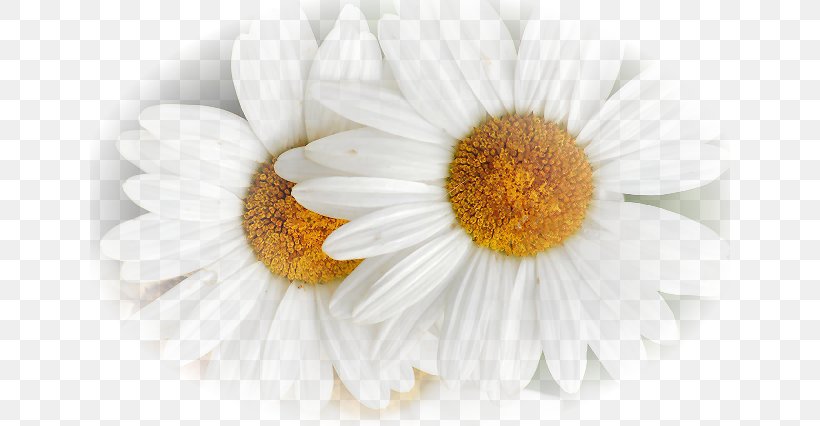 Chamomile Oxeye Daisy Flower Blue, PNG, 640x426px, Chamomile, Blue, Chamaemelum Nobile, Color, Daisy Download Free