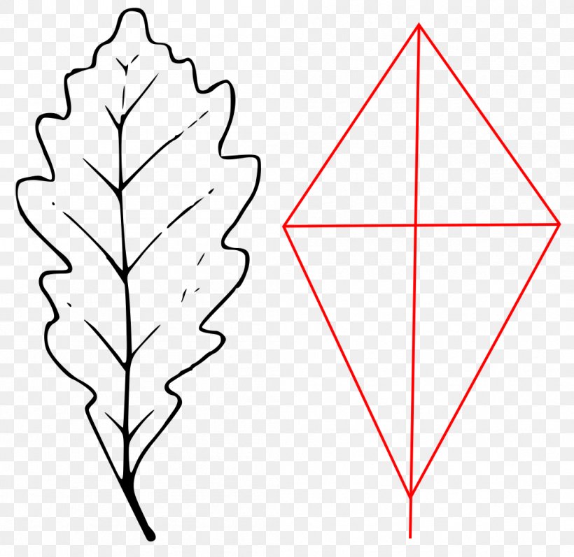 Leaf Angle Sessile Oak Point Line Art, PNG, 1053x1024px, Leaf, Area, Black And White, Line Art, Oak Download Free