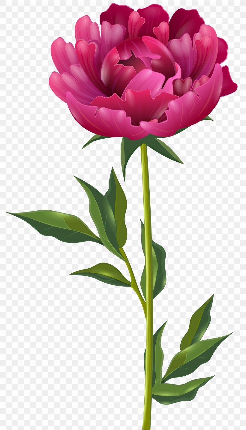 Peony Flower Paeonia Officinalis Clip Art, PNG, 4576x8000px, Peony, Blog, Bud, Cut Flowers, Floral Design Download Free