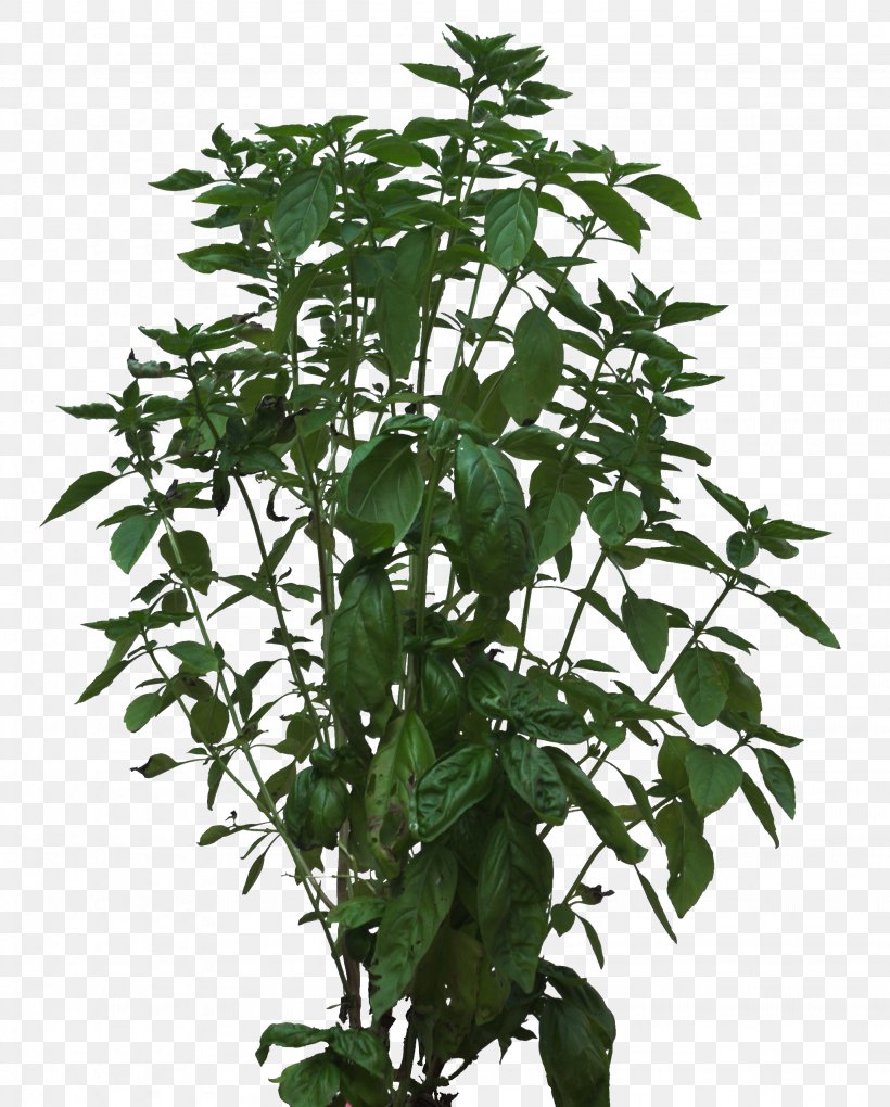 Shrub Image Plants Vine, PNG, 2048x2548px, Shrub, Branch, Drawing, Flowerpot, Herb Download Free