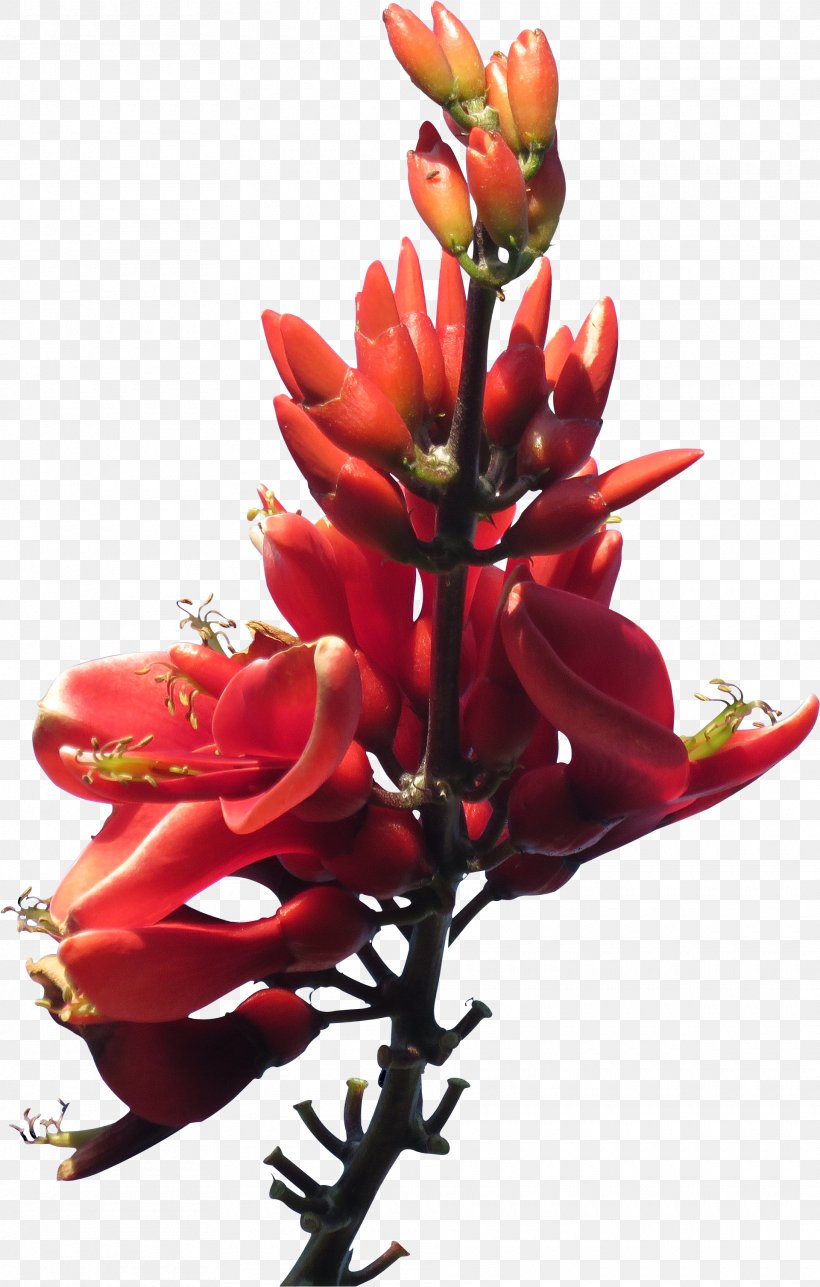 Red Flower Blue, PNG, 1920x3014px, Red, Blue, Bud, Color, Cut Flowers Download Free