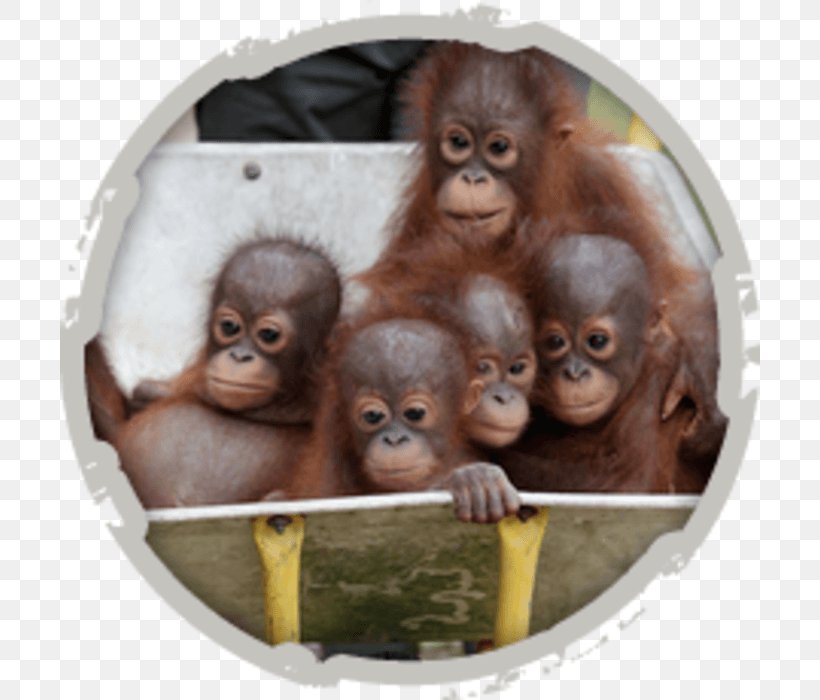 Sepilok Orang Utan Rehabilitation Centre Orangutan Rescue Orangutan Baby Primate Orangutan Orphanage, PNG, 700x700px, Orangutan Baby, Animal, Animal Rescue Group, Bornean Orangutan, Great Ape Download Free