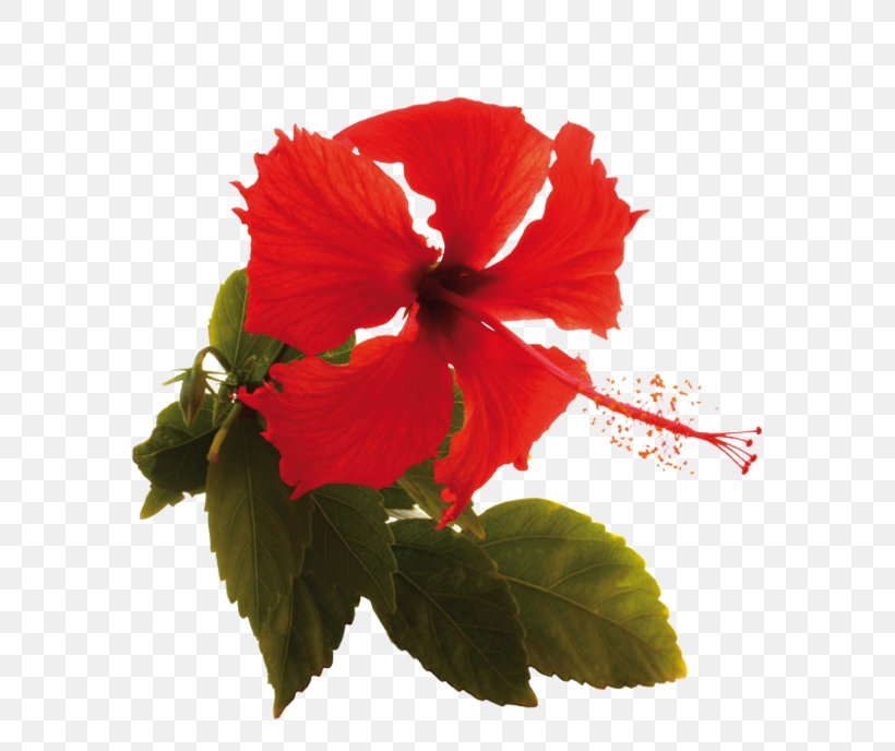 Shoeblackplant Annual Plant Family Herbaceous Plant Plants, PNG, 800x688px, Shoeblackplant, Annual Plant, China Rose, Chinese Hibiscus, Family Download Free