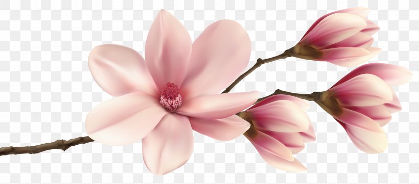 Southern Magnolia Clip Art, PNG, 4000x1763px, Southern Magnolia, Beauty, Blossom, Finger, Flower Download Free