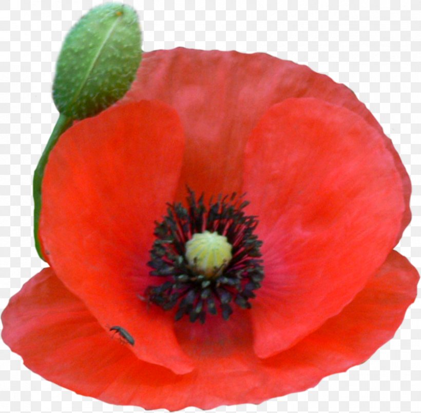 Common Poppy Petal, PNG, 837x820px, Poppy, Common Poppy, Coquelicot, Flower, Flowering Plant Download Free