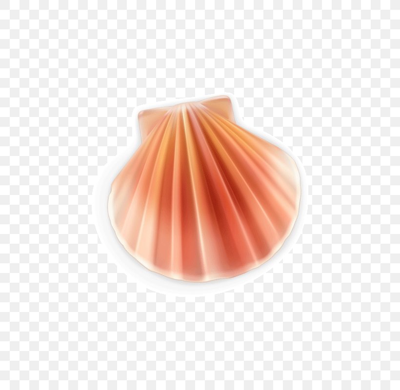 Euclidean Vector Seashell Pearl, PNG, 800x800px, Seashell, Conch, Cuteness, Element, Euclidean Distance Download Free