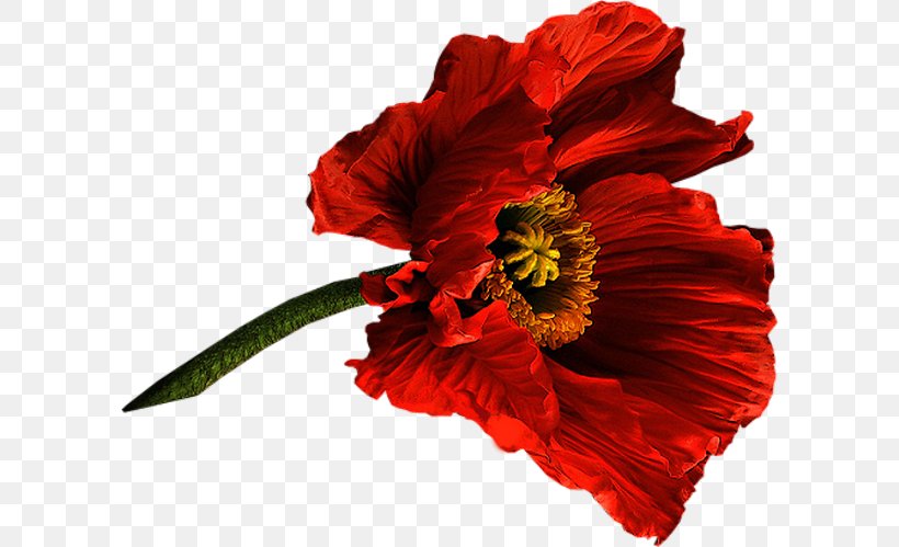 Flower Flowering Plant Red Petal Plant, PNG, 600x499px, Flower, Coquelicot, Corn Poppy, Flowering Plant, Oriental Poppy Download Free