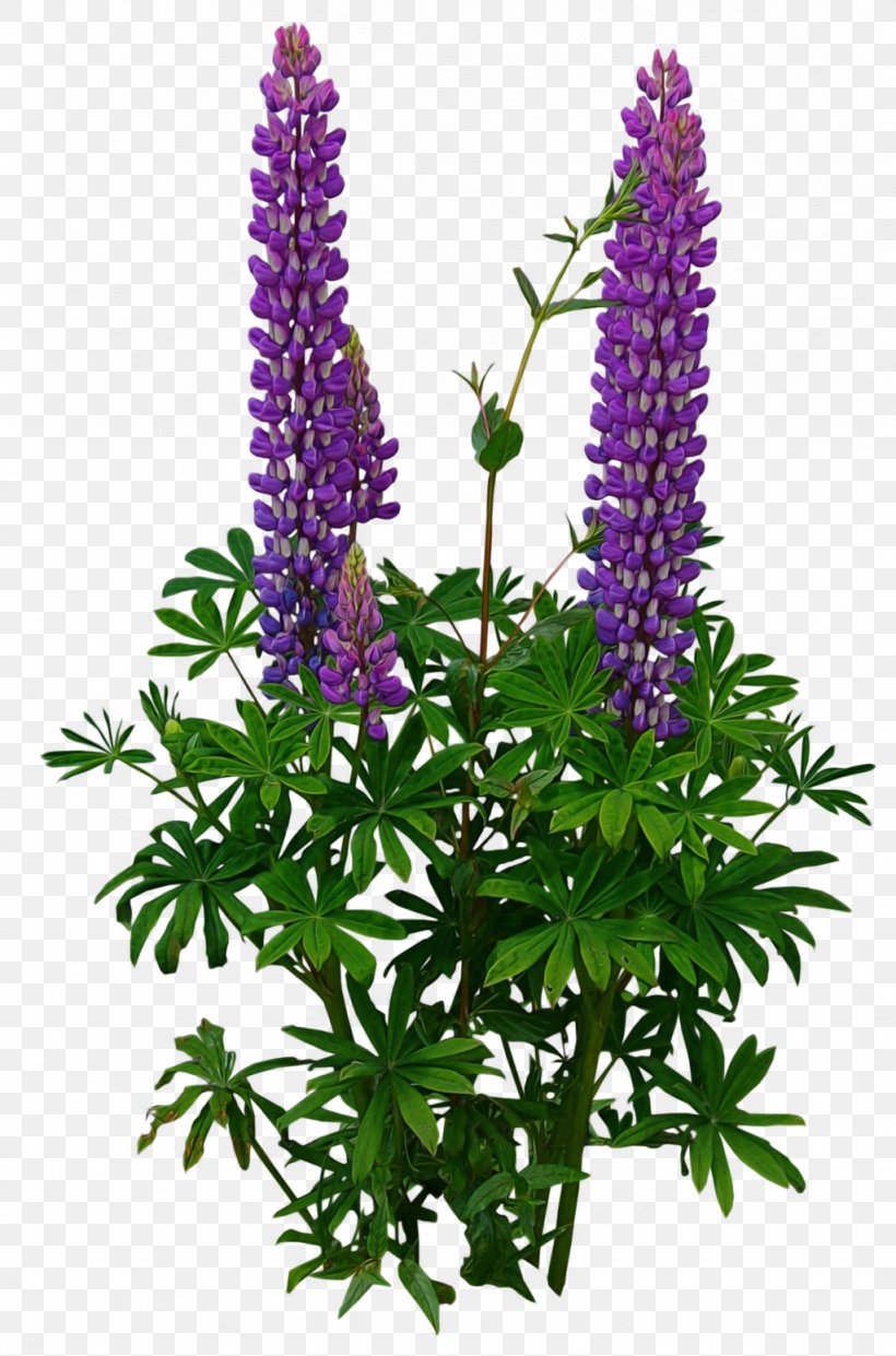 Flower Garden Plant Lupine, PNG, 1024x1550px, Flower, Color, Cut Flowers, Flower Garden, Flowering Plant Download Free