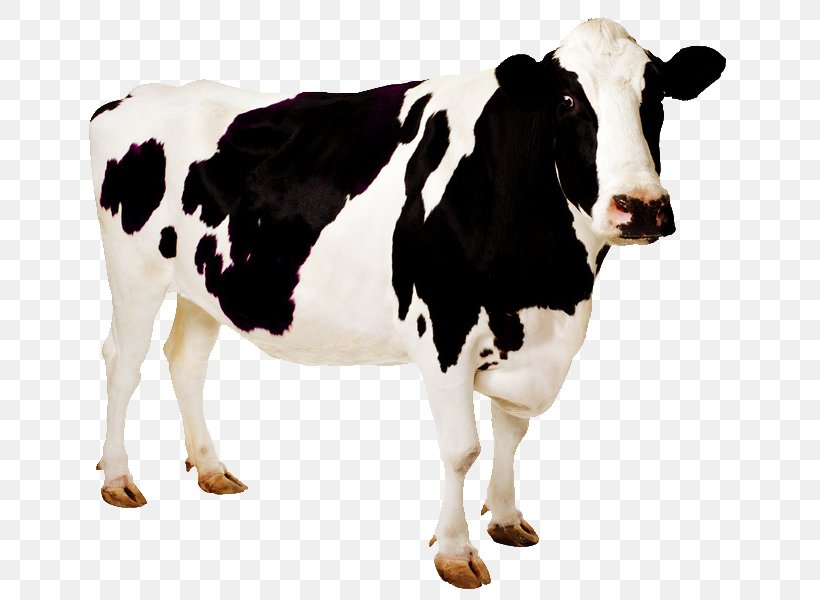 Holstein Friesian Cattle Desktop Wallpaper Cow Wallpaper Image Livestock, PNG, 685x600px, Holstein Friesian Cattle, Beef, Bovine Spongiform Encephalopathy, Cattle, Cattle Like Mammal Download Free