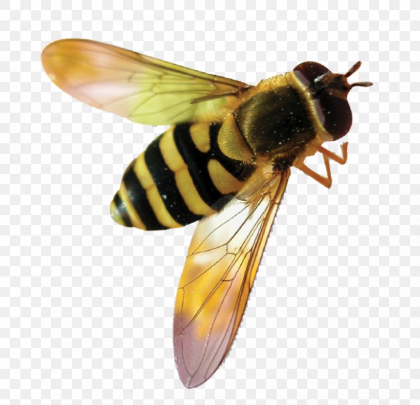 Hornet Bumblebee Western Honey Bee Insect, PNG, 2444x2360px, Hornet, Ant, Arthropod, Bee, Bee Removal Download Free