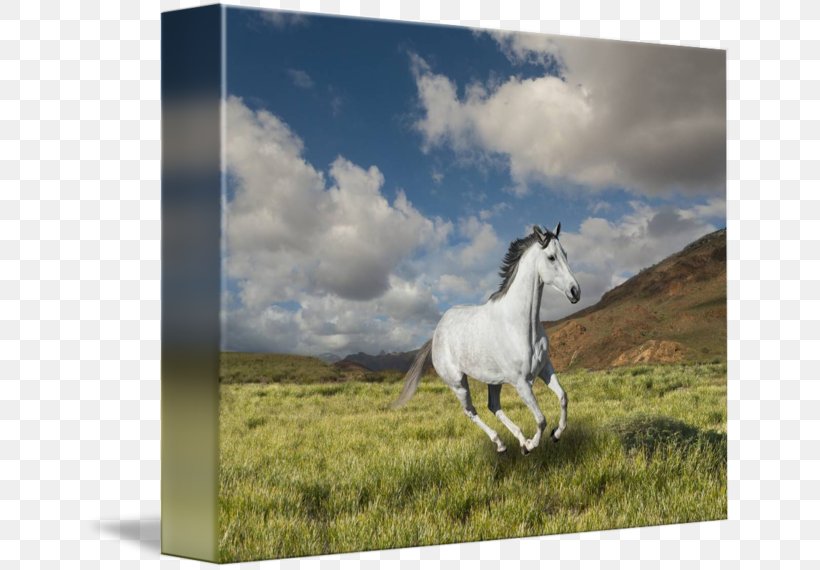 Mustang Mare Stallion Pony Pack Animal, PNG, 650x570px, Mustang, Ecoregion, Ecosystem, Fauna, Grass Download Free