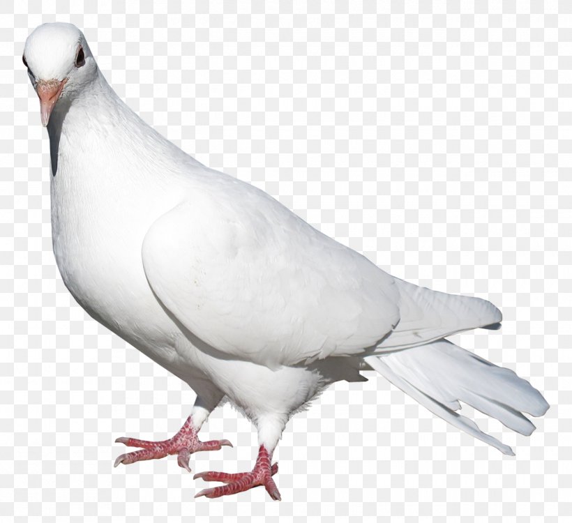 Domestic Pigeon Columbidae Bird Release Dove, PNG, 1320x1208px, Domestic Pigeon, Beak, Bird, Columbidae, Fauna Download Free