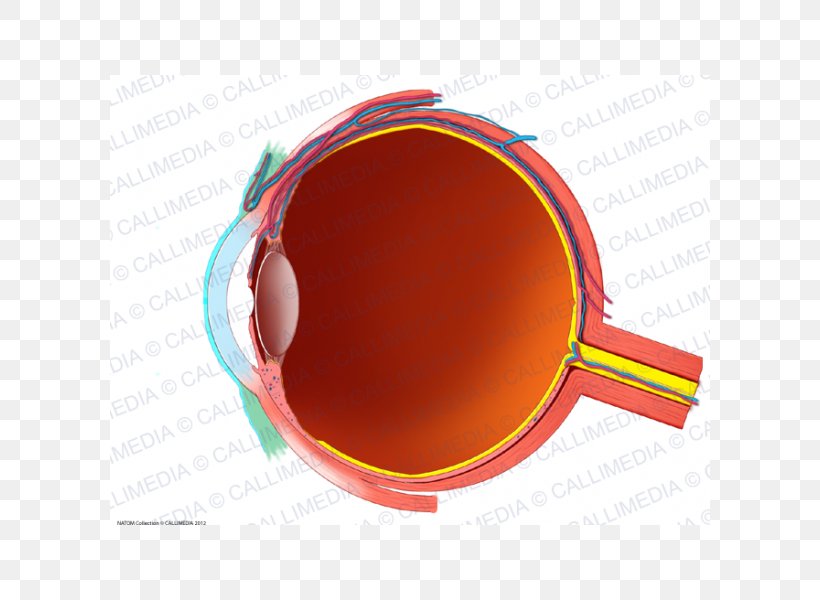 Human Eye Conjunctiva Anatomy Sagittal Plane, PNG, 600x600px, Eye, Anatomy, Cone Cell, Conjunctiva, Eyewear Download Free