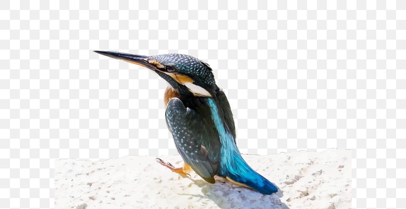 Beak Bird Fauna Common Kingfisher, PNG, 600x422px, Beak, Bird, Common Kingfisher, Fauna, Greeting Note Cards Download Free