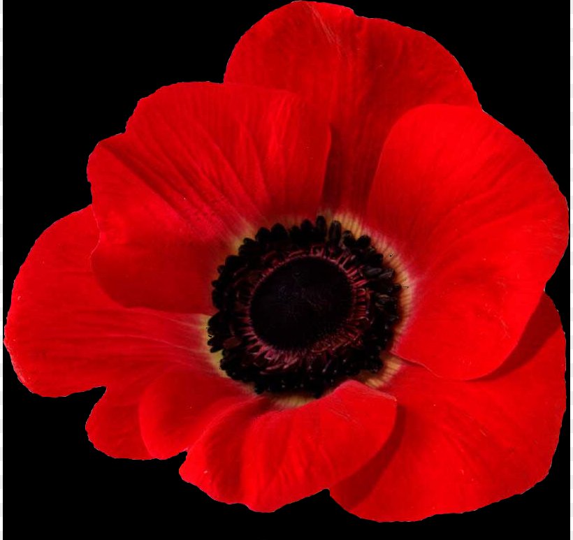 In Flanders Fields Remembrance Poppy Common Poppy Armistice Day, PNG, 812x773px, In Flanders Fields, Anemone, Anzac Day, Armistice Day, Common Poppy Download Free