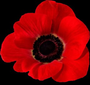 Poppies - In Flanders Fields Remembrance Poppy Common Poppy Armistice Day PNG