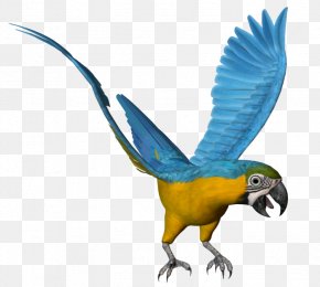 Bird - Women And Birds Parakeet Painting Macaw PNG