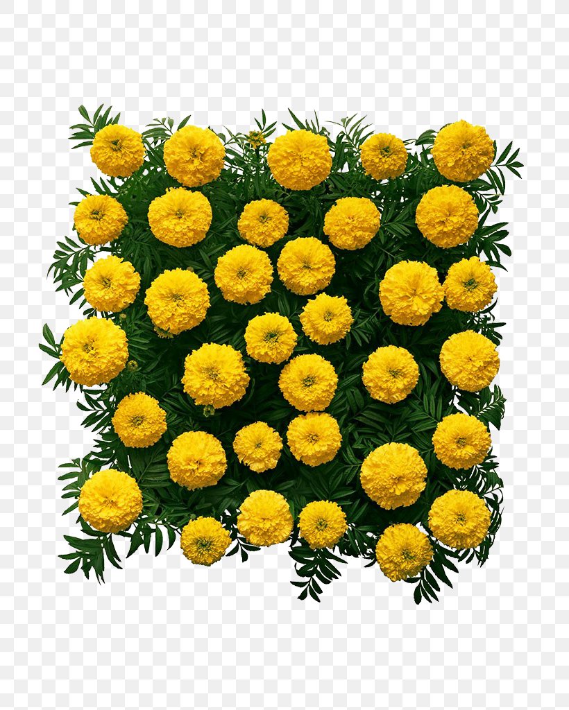 Chrysanthemum Mexican Marigold Flower, PNG, 767x1024px, Chrysanthemum, Annual Plant, Calendula, Chrysanths, Cut Flowers Download Free