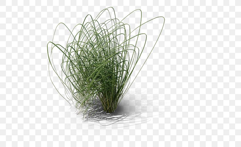 Cordgrass Prairie, PNG, 500x500px, 3d Computer Graphics, Cordgrass, Flowerpot, Grass, Grass Family Download Free