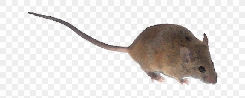 Rat Computer Mouse Gerbil, PNG, 864x346px, Rat, Animal, Animal Figure, Computer Mouse, Fauna Download Free
