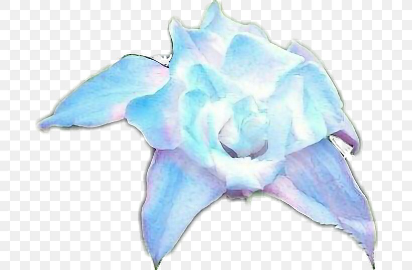 Rose Family Cut Flowers Petal, PNG, 684x538px, Rose Family, Blue, Cut Flowers, Flower, Flowering Plant Download Free
