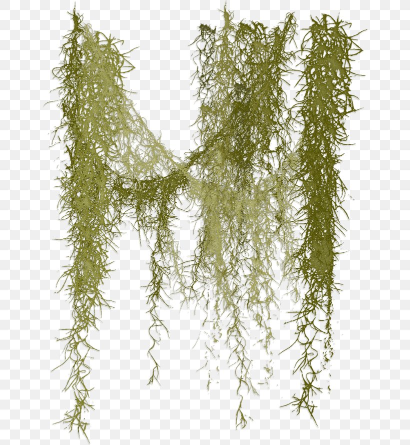Spanish Moss Clip Art, PNG, 652x891px, Spanish Moss, Botany, Branch, Drawing, Evergreen Download Free