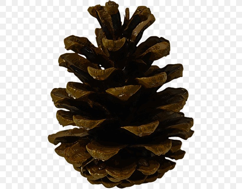 Sugar Pine White Pine Lodgepole Pine Red Pine Oregon Pine, PNG, 499x640px, Sugar Pine, Conifer Cone, Lodgepole Pine, Oregon Pine, Pine Download Free