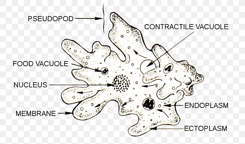 Amoeba Microscope Unicellular Organism Protist, PNG, 743x483px, Amoeba, Amoeba Proteus, Area, Auto Part, Biology Download Free