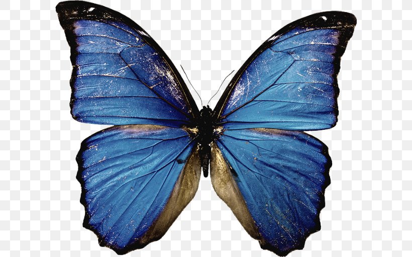 Butterfly Desktop Wallpaper Transparency Clip Art, PNG, 600x513px, Butterfly, Arthropod, Blue, Brush Footed Butterfly, Butterflies And Moths Download Free