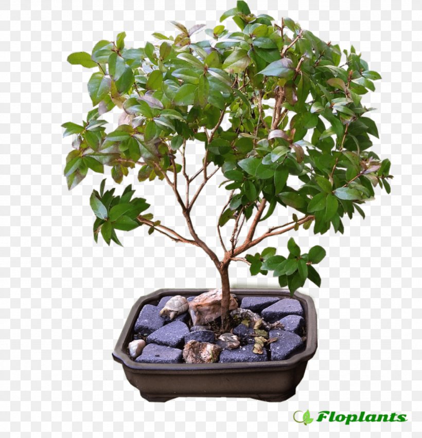 Ficus Retusa Indoor Bonsai Ficus Microcarpa Box, PNG, 1076x1118px, Ficus Retusa, Bonsai, Box, Chinese Sweet Plum, Ficus Microcarpa Download Free