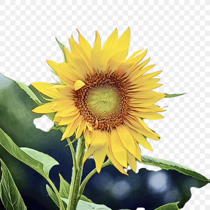 Flowers Background, PNG, 2000x2000px, Sunflower, Annual Plant, Asterales, Bloom, Common Sunflower Download Free