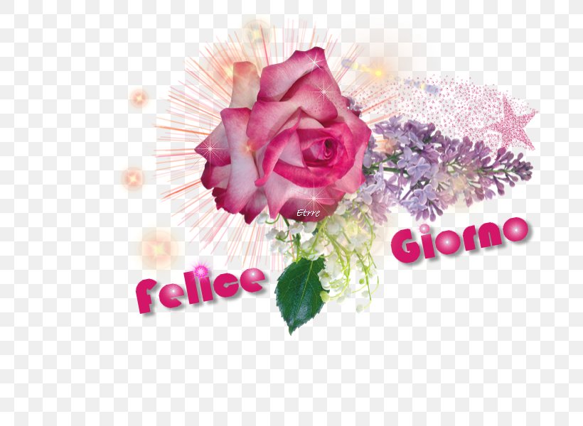 Garden Roses Cabbage Rose Floral Design Cut Flowers, PNG, 800x600px, Garden Roses, Cabbage Rose, Computer, Cut Flowers, Family Download Free