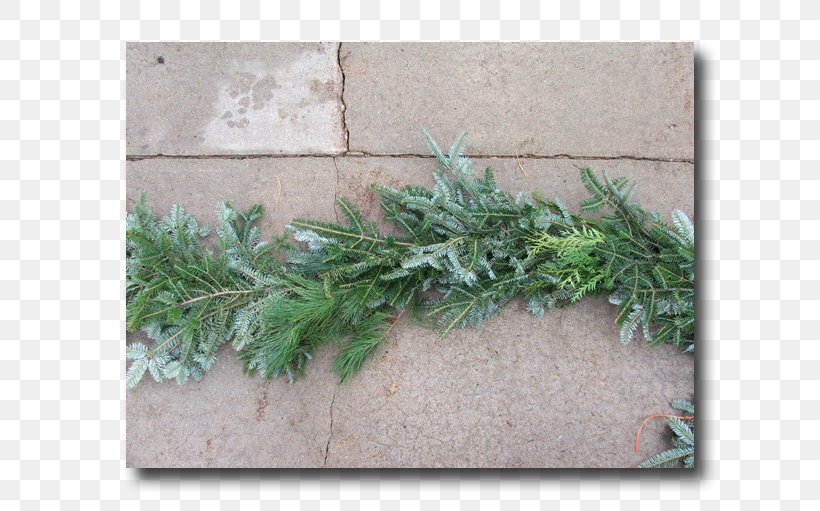 Leaf Evergreen Tree Herb, PNG, 682x511px, Leaf, Evergreen, Grass, Herb, Plant Download Free