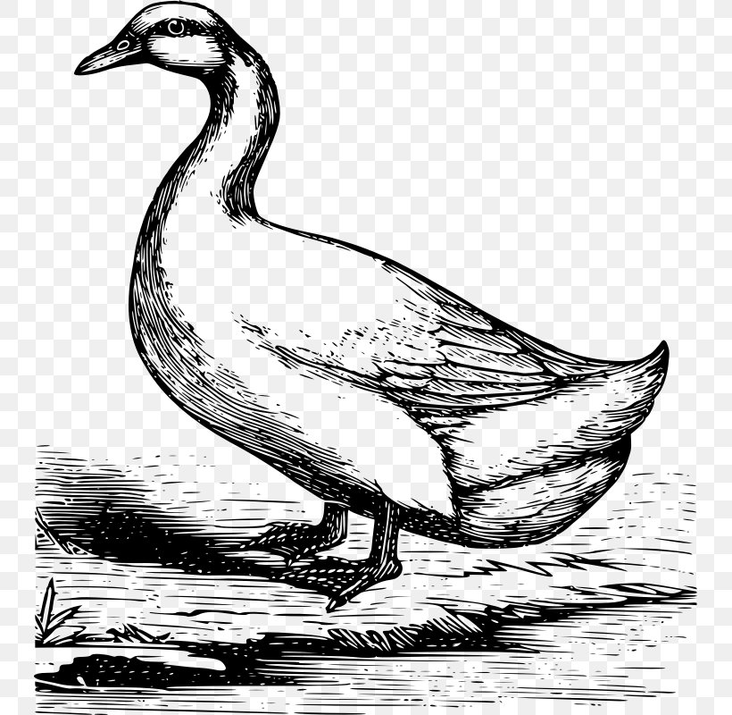 Mallard Duck American Pekin Goose German Pekin, PNG, 744x800px, Mallard, American Pekin, Art, Beak, Bird Download Free
