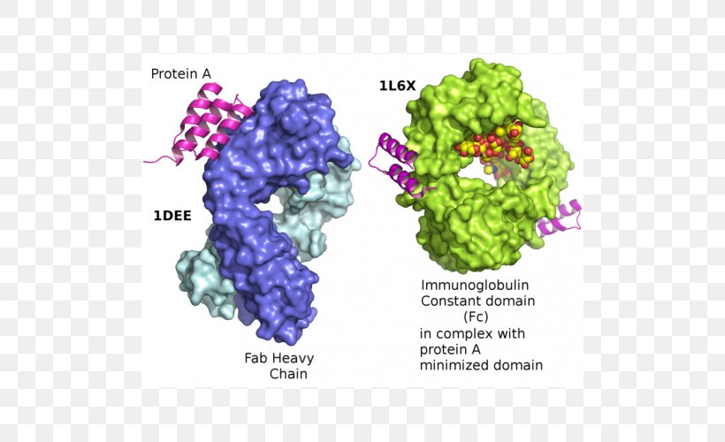 Protein A/G Immunoglobulin G Protein G, PNG, 500x500px, Protein A, Antibody, Binding Site, Flower, Flowering Plant Download Free