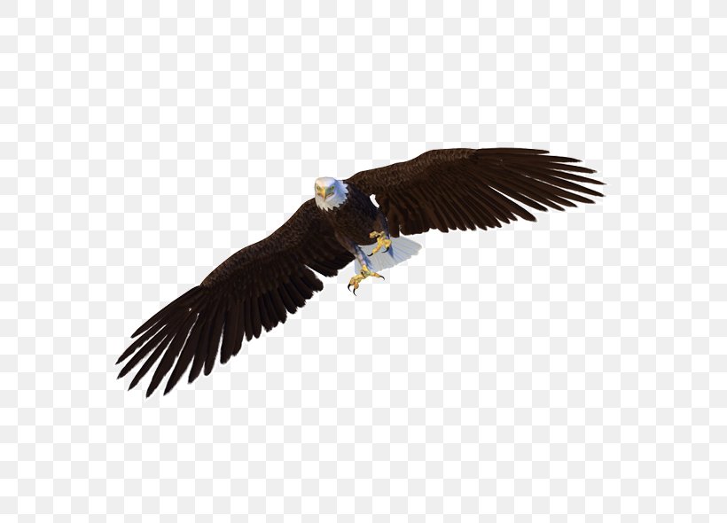Bald Eagle Benton Lake National Wildlife Refuge Bird Flight, PNG, 600x590px, Bald Eagle, Accipitriformes, Beak, Bird, Bird Flight Download Free