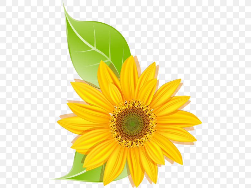 Common Sunflower Daisy Family Transvaal Daisy Sunflower Seed, PNG, 500x613px, Common Sunflower, Asterales, Bird Of Paradise Flower, Chrysanthemum, Common Daisy Download Free