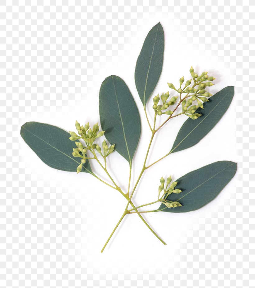 Eucalypt Flowers Gum Trees Leaf Nutrient Avocado, PNG, 729x925px, Eucalypt Flowers, Avocado, Avocado Oil, Berry, Collagen Download Free