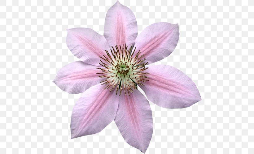 Petal Leather Flower Clip Art, PNG, 500x500px, Petal, Animal Sauvage, Antelope, Clematis, Cut Flowers Download Free