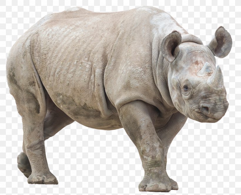 Rhinoceros Desktop Wallpaper, PNG, 2812x2282px, Rhinoceros, Animal, Black Rhinoceros, Digital Image, Fauna Download Free