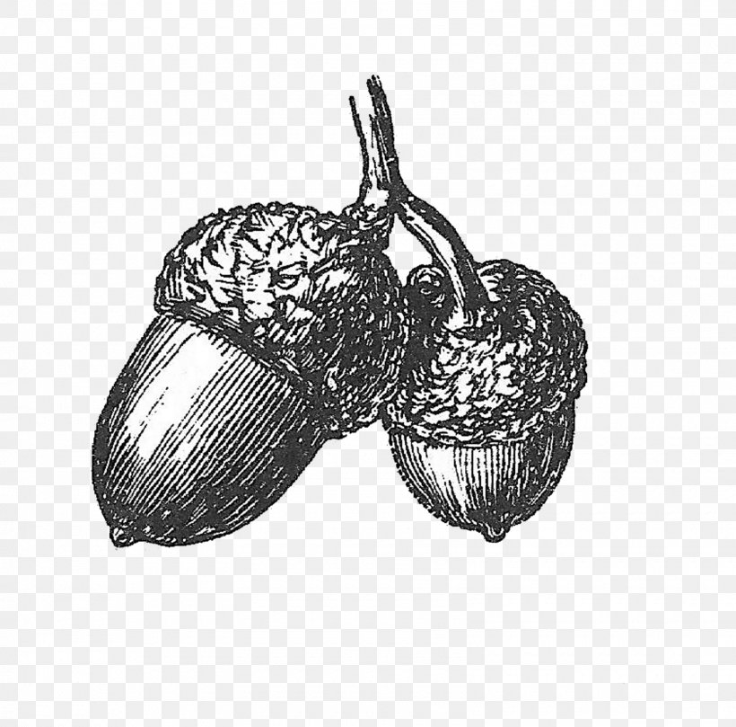 Acorn Drawing Black And White Clip Art, PNG, 1600x1579px, Acorn, Art, Black And White, Botanical Illustration, Cartoon Download Free