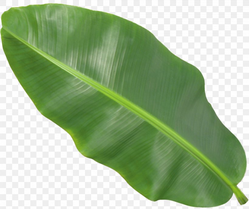 Banana Leaf, PNG, 2924x2458px, Banana Leaf, Banana, Leaf, Plant Download Free