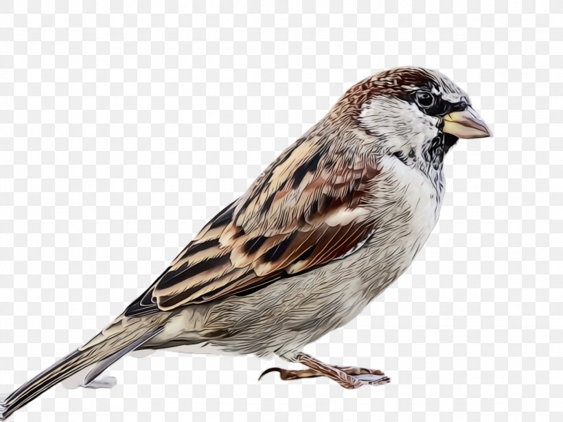 Bird House Sparrow Sparrow Beak Chipping Sparrow, PNG, 2308x1732px, Watercolor, Beak, Bird, Chipping Sparrow, House Sparrow Download Free