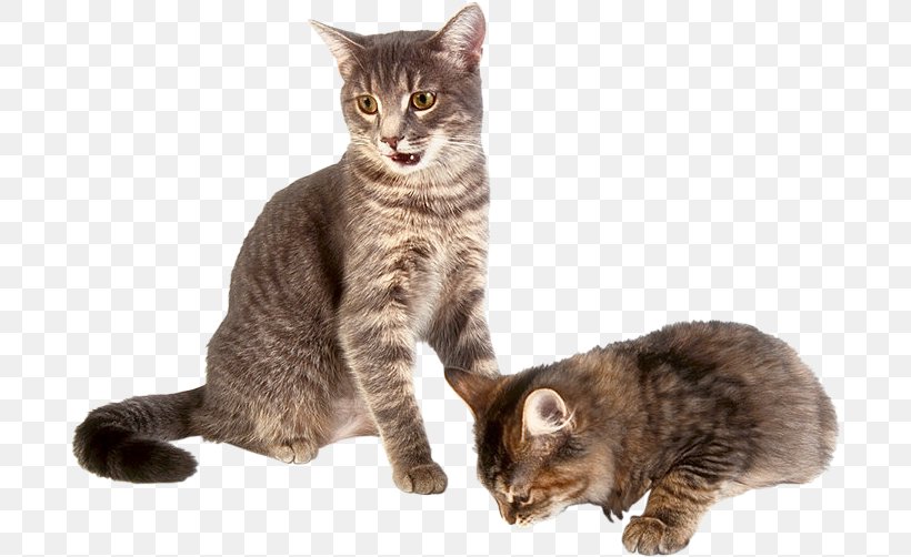 Cat Play And Toys Dog Kitten Cat Food, PNG, 694x502px, Cat, American Wirehair, Asian, Australian Mist, Black Cat Download Free