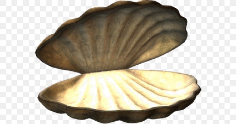 Cockle Veneroida Seashell, PNG, 580x433px, Cockle, Artifact, Brown, Cartoon, Clam Download Free